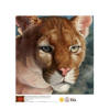 Cougar